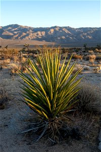 Mojave Yucca in Pleasant Valley