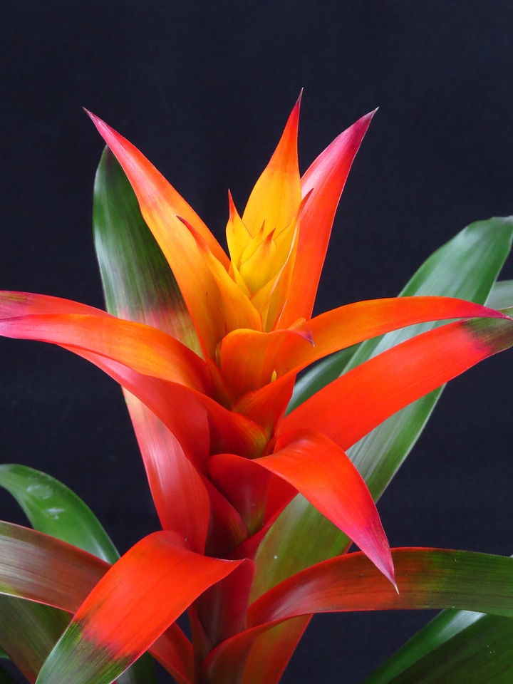 Bloom bromeliaceae ornamental plant