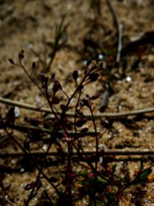 Hornungia procumbens (L.) Hayek, 1925