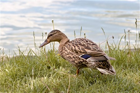 A duck, Chisinau Botanical Garden