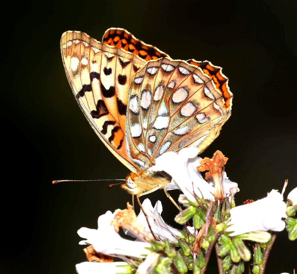FRITILLARY, ZERENE (Speyeria zerene) (06-09-2022) lower eight dollar mountain road, josephine co, or (1)