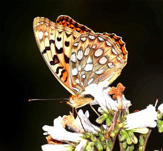 FRITILLARY, ZERENE (Speyeria zerene) (06-09-2022) lower eight dollar mountain road, josephine co, or (1)