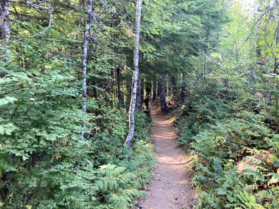 20210917-MtHood-French's Dome Trail photo