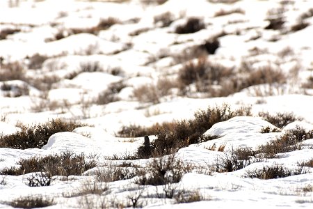 Greater sage-grouse on Seedskadee National Wildlife Refuge photo