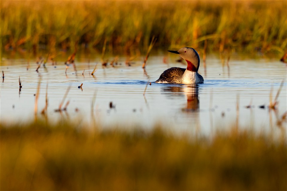 Red-throated loon photo