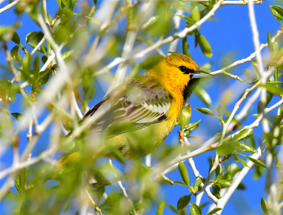 Bullock's oriole at Seedskadee National Wildlife Refuge