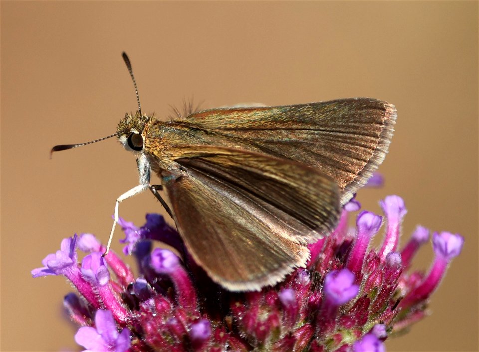 SKIPPER, SWARTHY (Nastra lherminier) (06-03-2023) powerlines, duke forest, orange co, nc -43
