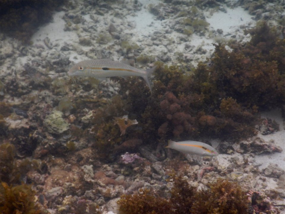 Mulloidichthys flavolineatus 1