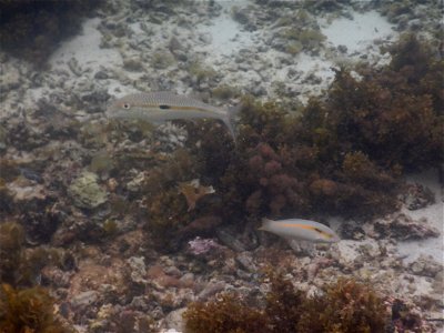 Mulloidichthys flavolineatus 1
