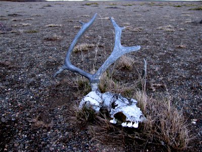 Caribou skull photo