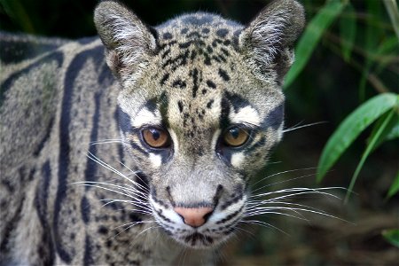 INDOCHINESE CLOUDED LEOPARD photo