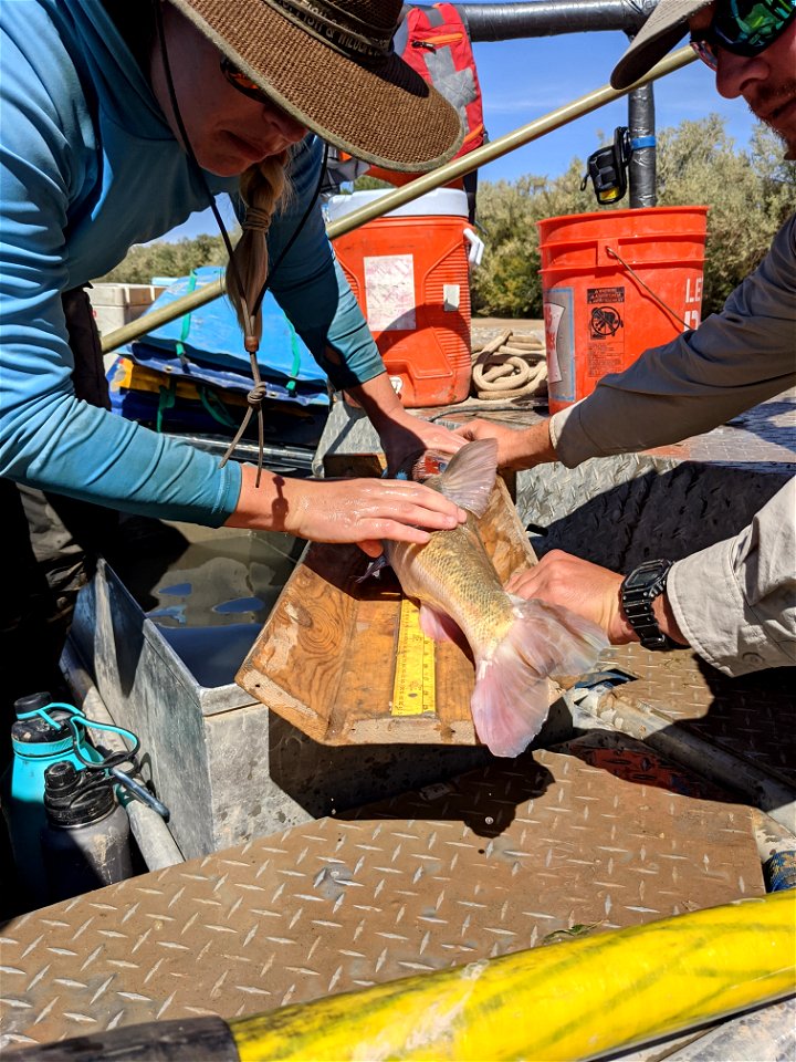 Colorado Pikeminnow photo