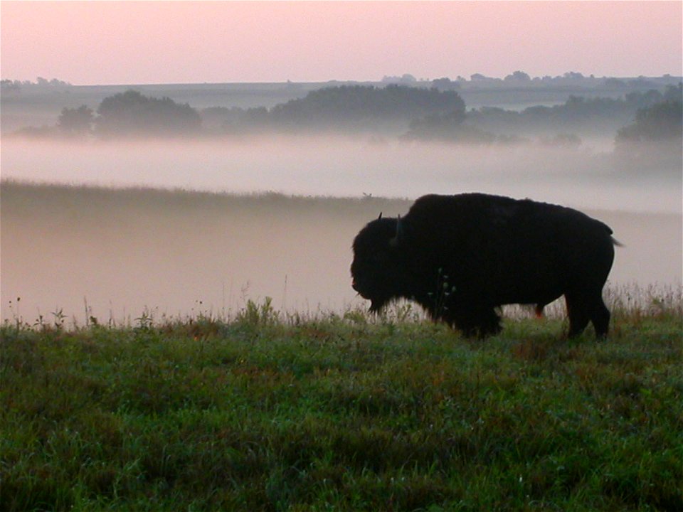 Foggy morning bison