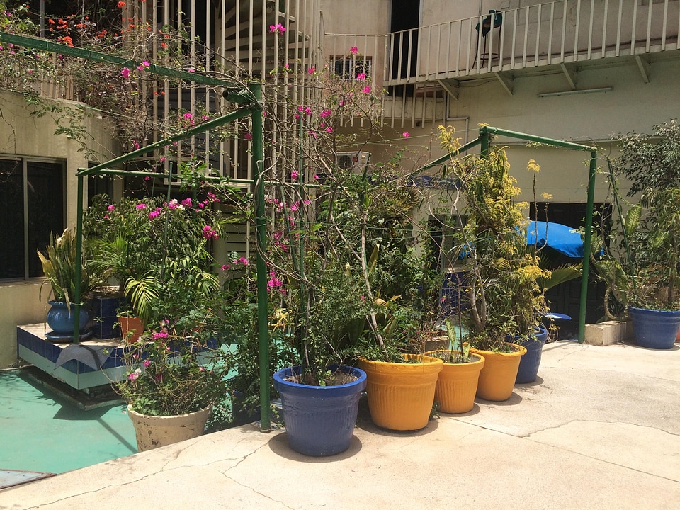 Flowers plants flowers pots
