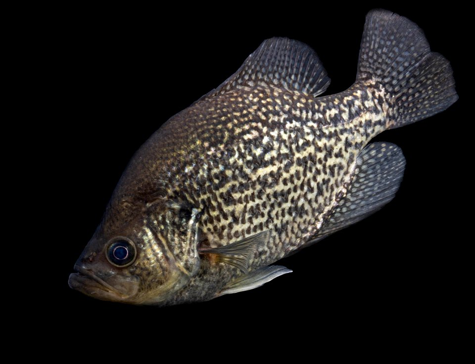 Black Crappie on Black