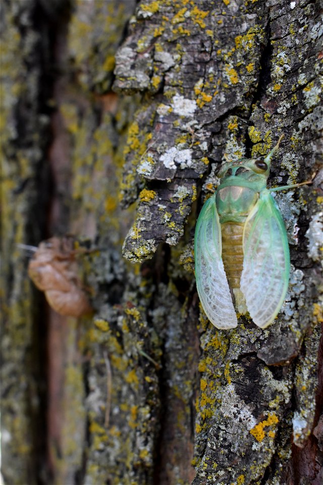 Cicada at Big Muddy National Fish and Wildlife Refuge