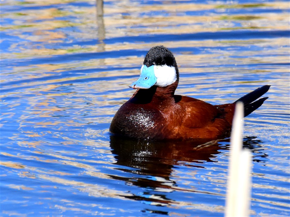 Ruddy duck at Seedskadee National Wildlife Refuge