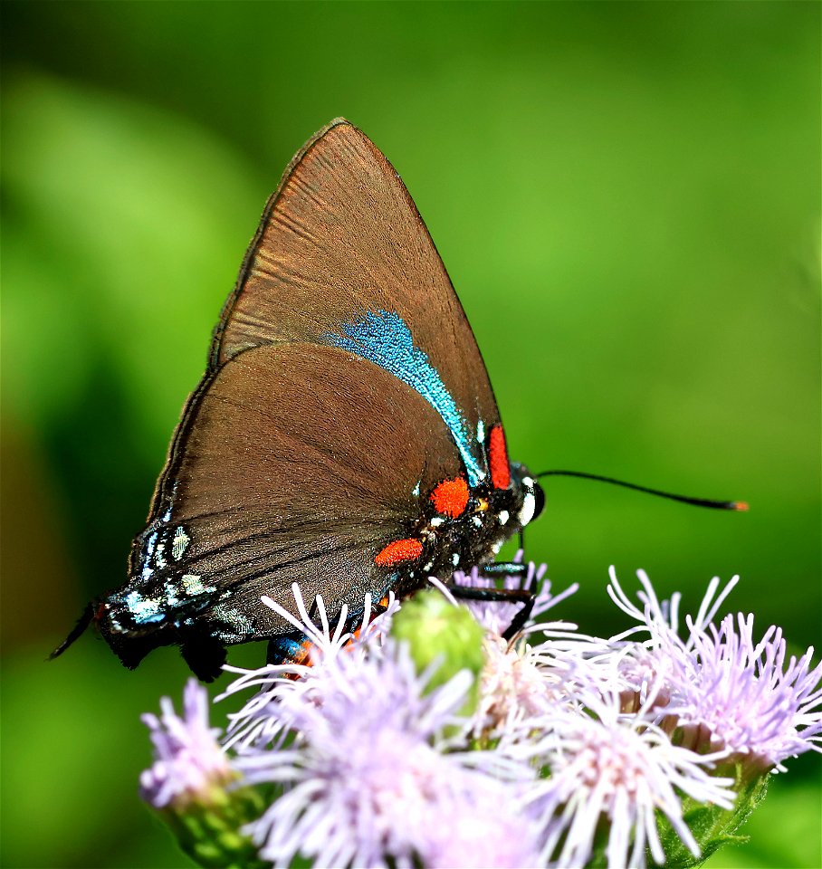 HAIRSTREAK, GREAT PURPLE (Atlides halesus) (01-02-2023) national buttrtfly center, palmview, hidalgo co, tx -01