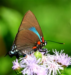 HAIRSTREAK, GREAT PURPLE (Atlides halesus) (01-02-2023) national buttrtfly center, palmview, hidalgo co, tx -01