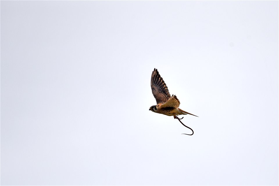 American kestrel photo