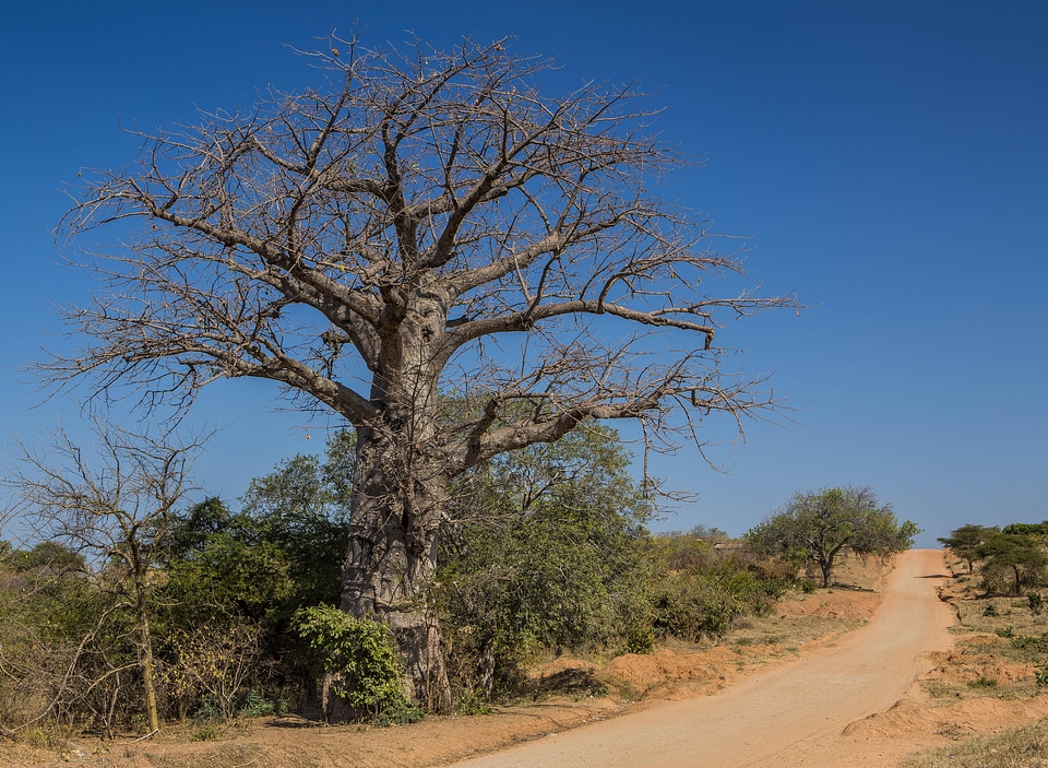 Baobab tree landscape woodland