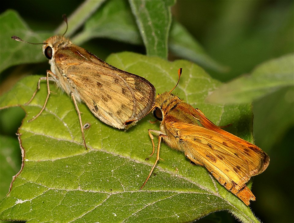 SKIPPER, FIERY (Hylephila phyleus) (02-26-2023) female & male, national buttrtfly center, palmview, hidalgo co, tx -02