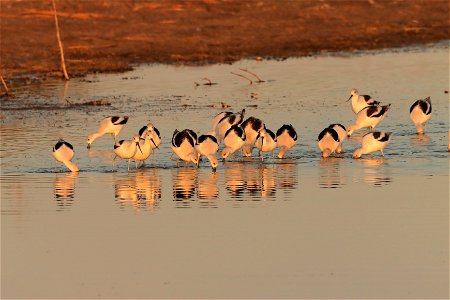 Fall Plumage American Avocets Huron Wetland Management District photo