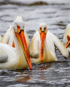 American white pelicans photo