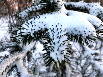 Piny Branch