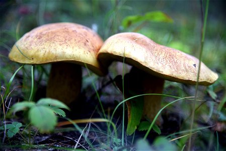 Bolete mushroom photo