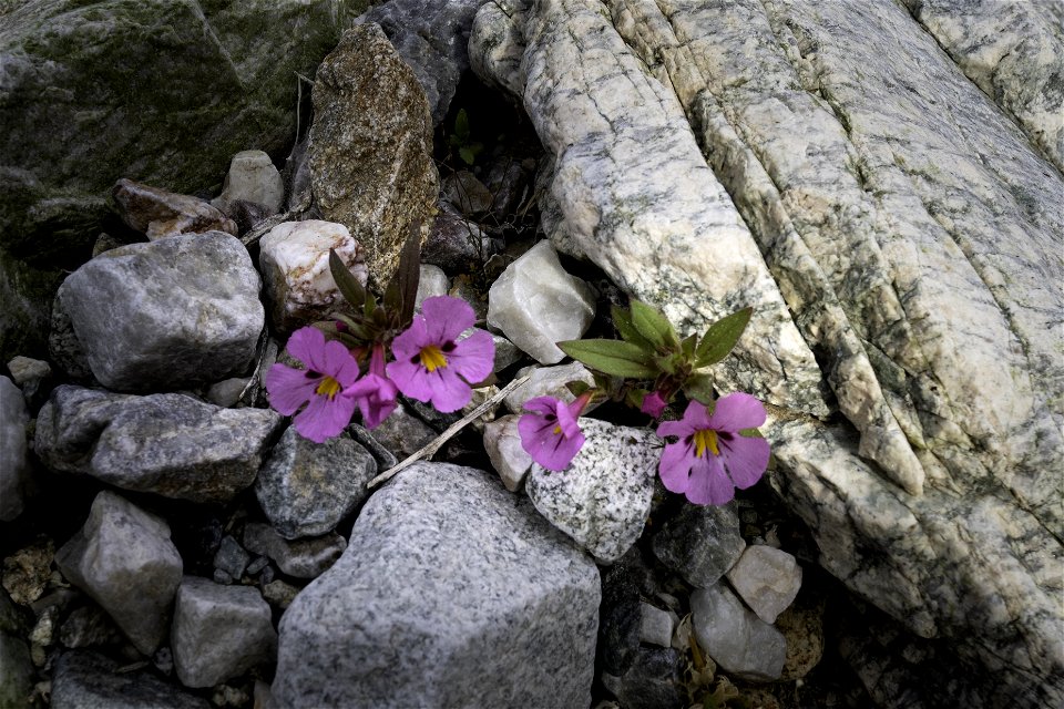 Bigelow's monkeyflower (Diplacus bigelovii) near Pinto Mountain