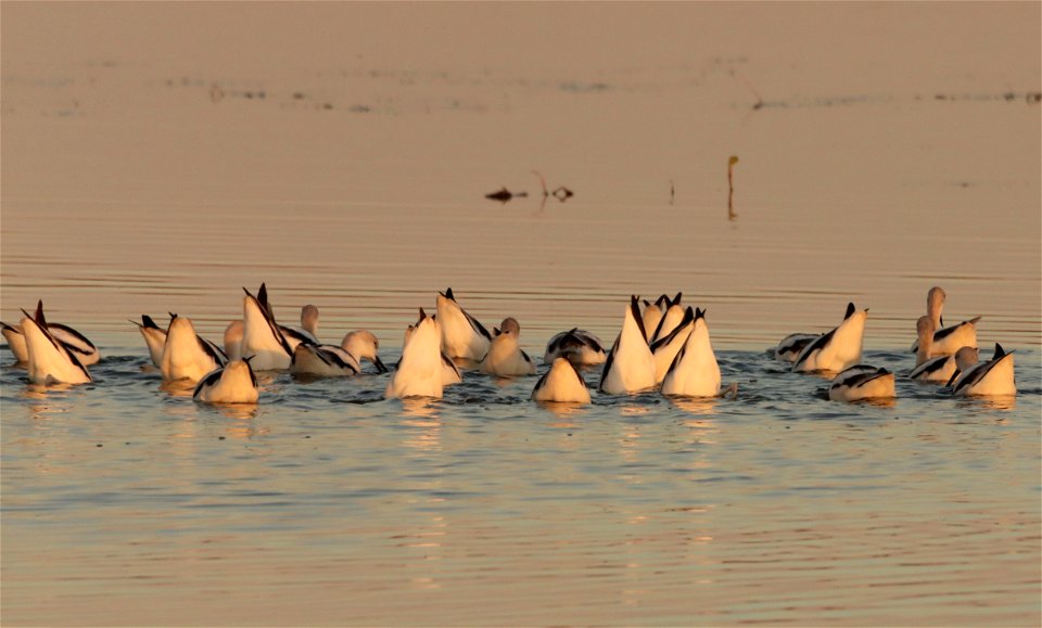 Fall Plumage American Avocets Huron Wetland Management District