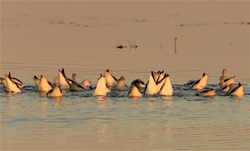 Fall Plumage American Avocets Huron Wetland Management District