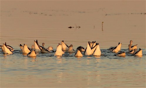 Fall Plumage American Avocets Huron Wetland Management District photo