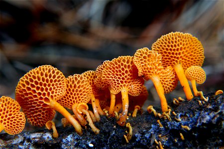 Orange pore fungus.