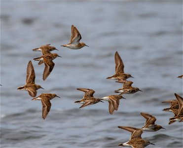 Least sandpipers in flight photo