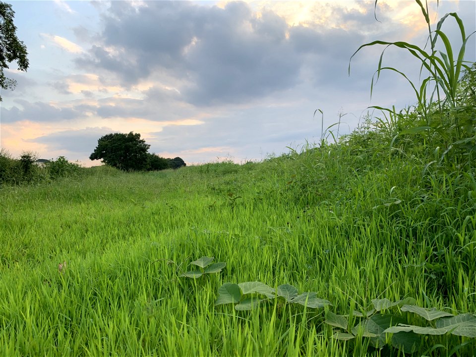 Hongo in Tokorozawa-shi