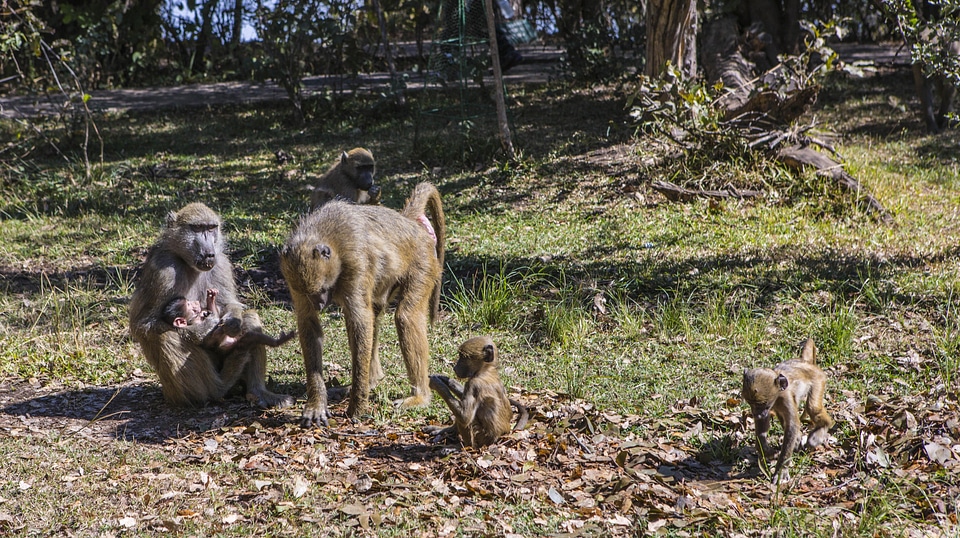 Macaque monkeys animals babies