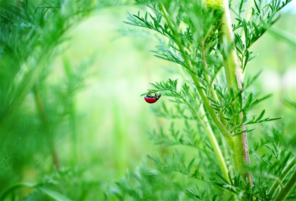 Seven Spotted Ladybug on the National Elk Refuge