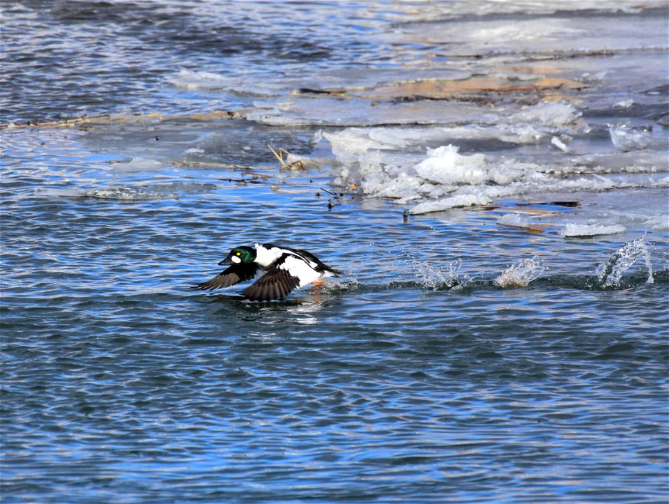 Common goldeneye at Seedskadee National Wildlife Refuge