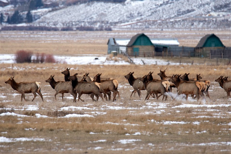 Wintering Elk on the National Elk Refuge