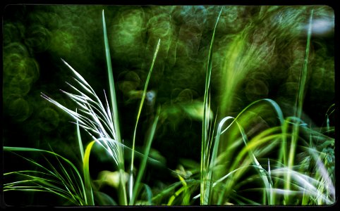 The reasons of grass photo