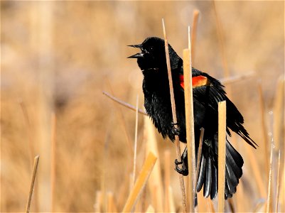 Red-winged blackbird at Seedskadee National Wildlife Refuge photo