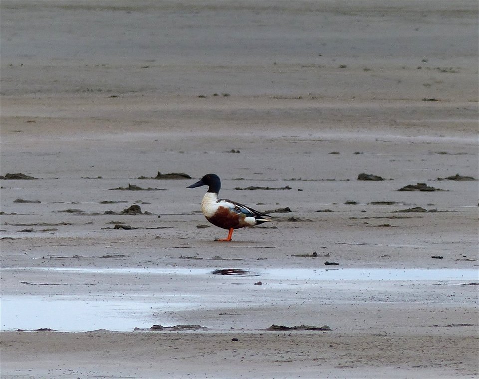 Northern Shoveler male