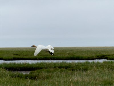 Tundra swan in flight