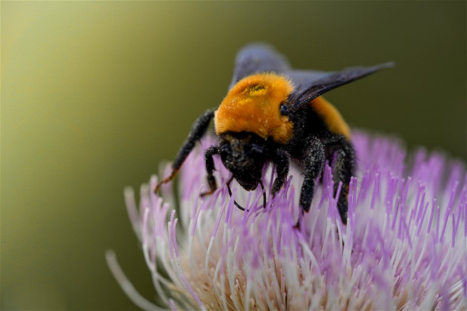 Bee on native thistle Clint Wirick/USFWS