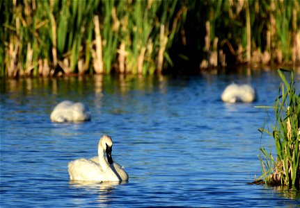 Trumpeter swan at Seedskadee National Wildlife Refuge