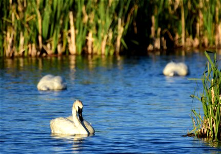 Trumpeter swan at Seedskadee National Wildlife Refuge photo