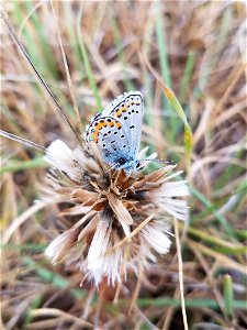 Melissa Blue Butterfly on Karl E. Mundt National Wildlife Refuge photo