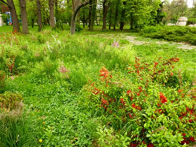 Herestrau Park in spring (33)